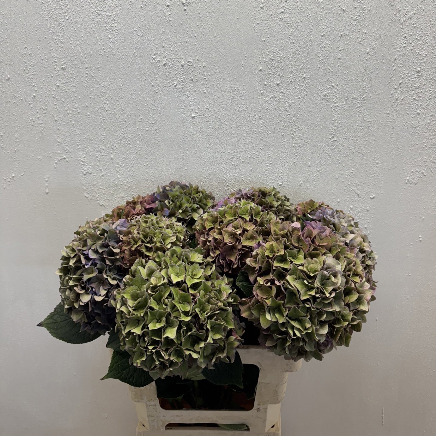 Гортензия Родео Классик 60, шт.