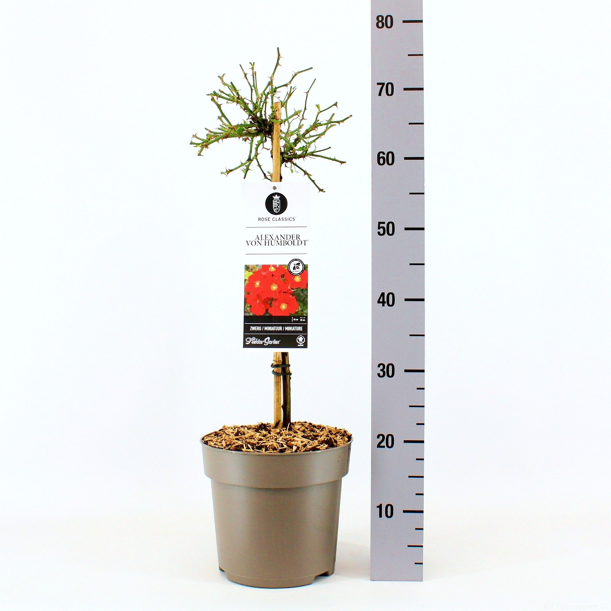 Rosa (H) Alexander von Humboldt ®, stam 50, C6, D 24