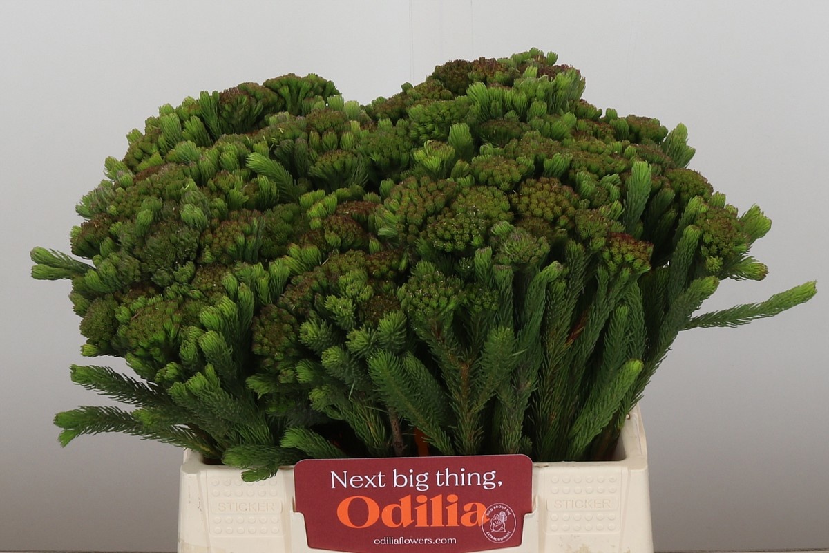 Бруния Альбифлора 40, шт.