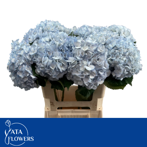 Гортензия Овериг Крашеная (краш. ) 60, шт.