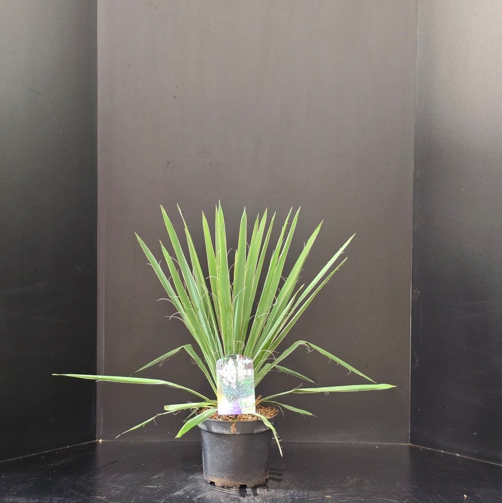Yucca filamentosa, D 23
