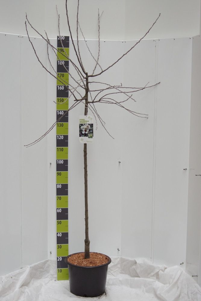 Pyrus salicifolia 'Pendula' 120 ha C 20, D 35