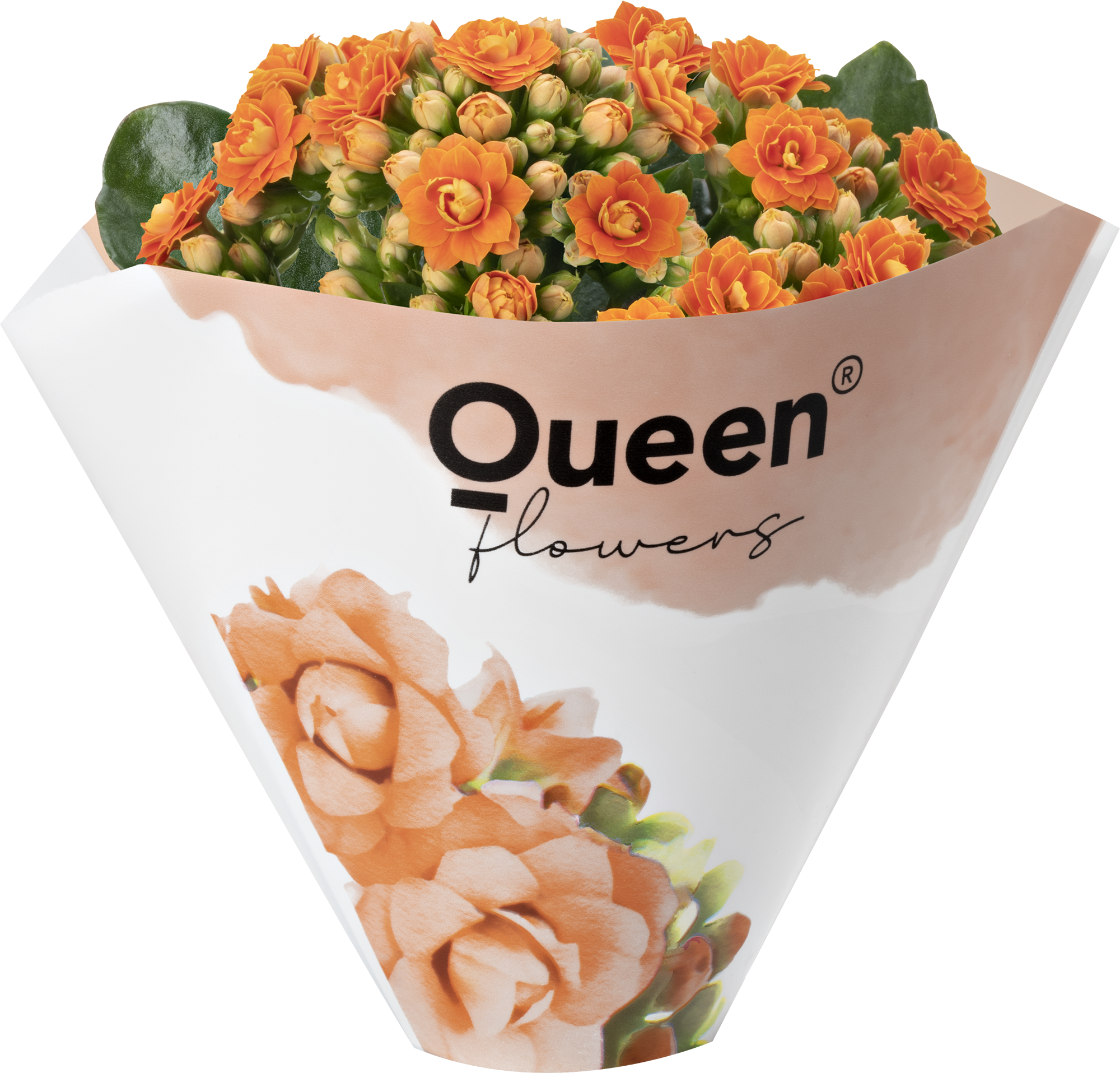 KALANCHOE ARTS-HYBRID 'ORANGE ROSE FLOWER', D 6