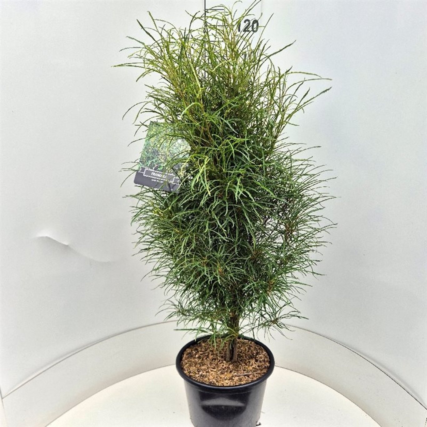 Frangula alnus Fine Line, D 32