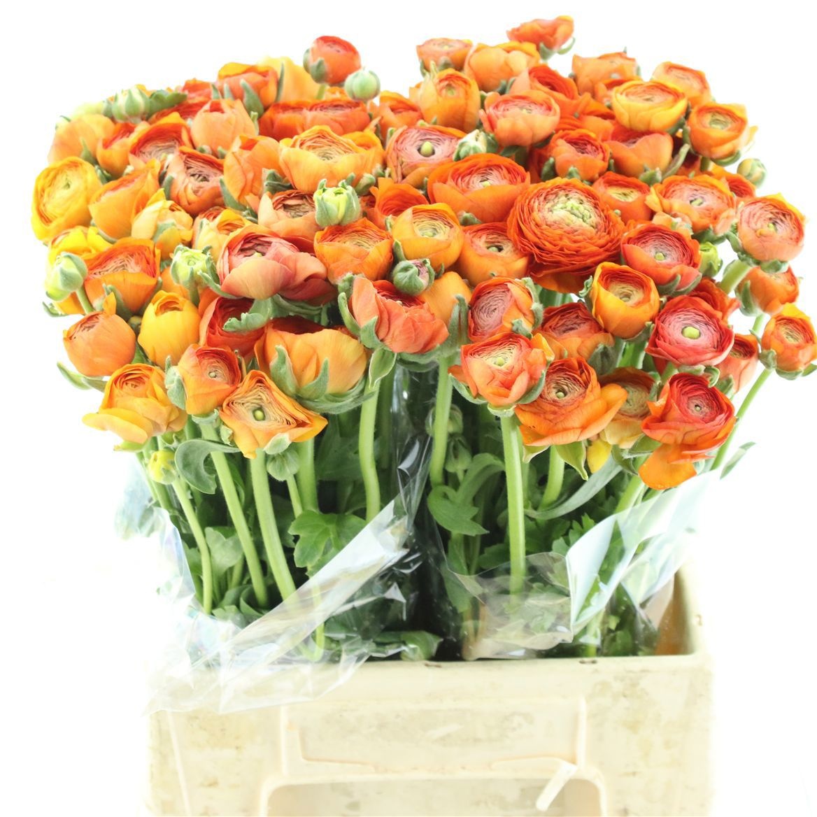 Ранункулус Элеганс Оранж 40, шт.