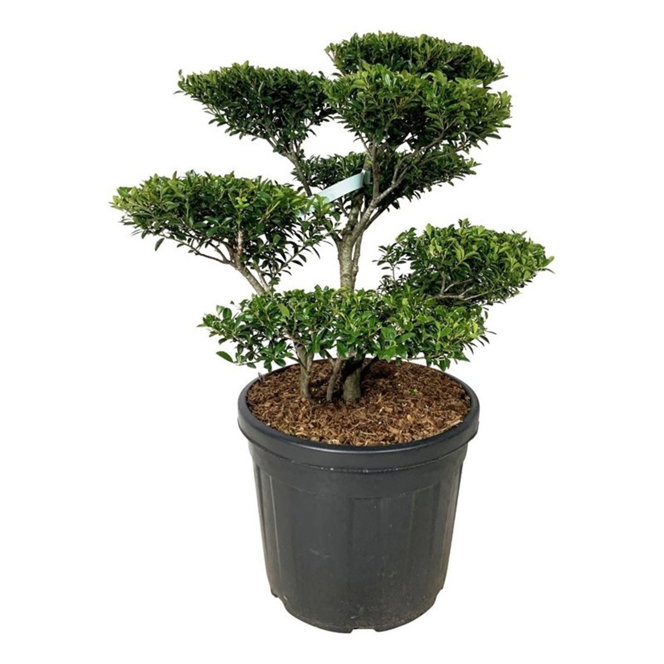 Ilex crenata 'Blondie', D 50