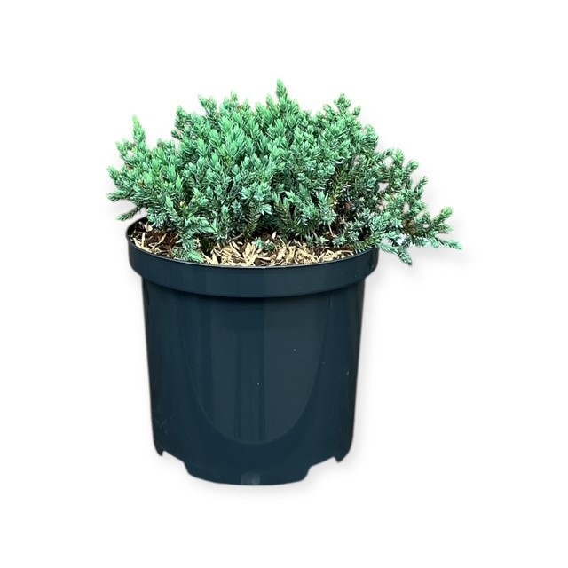Juniperus s. 'Tropical Blue', D 18