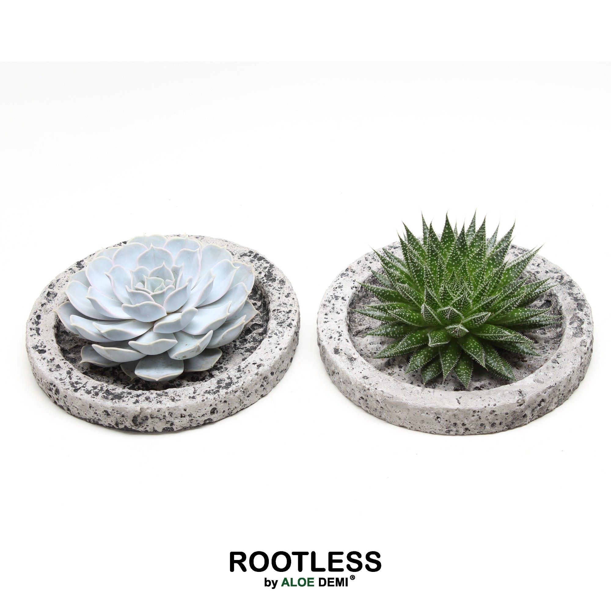 ROOTLESS succulent, Koala bowl, D 20 cm