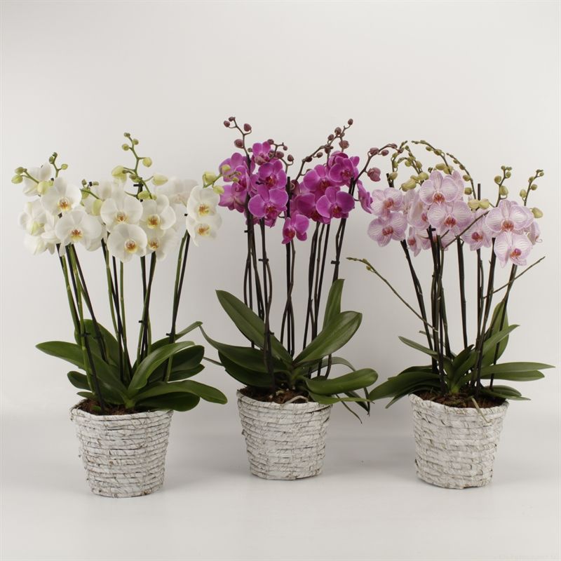 Phalaenopsis gemengd 8 tak gemengd in witte mand Daphne, D 19