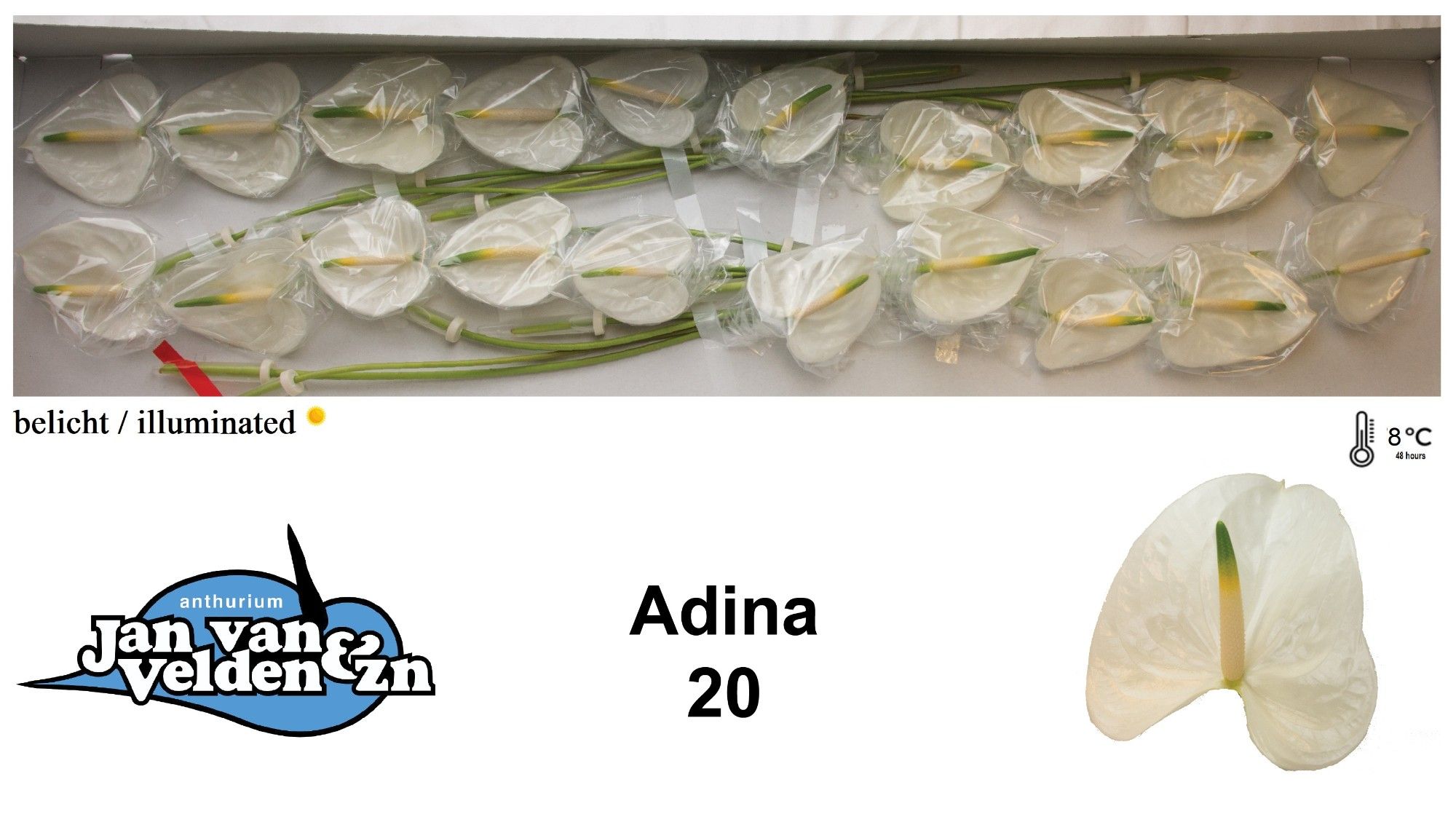 Антуриум Адина x20, шт. Антуриум Адина x20, шт.