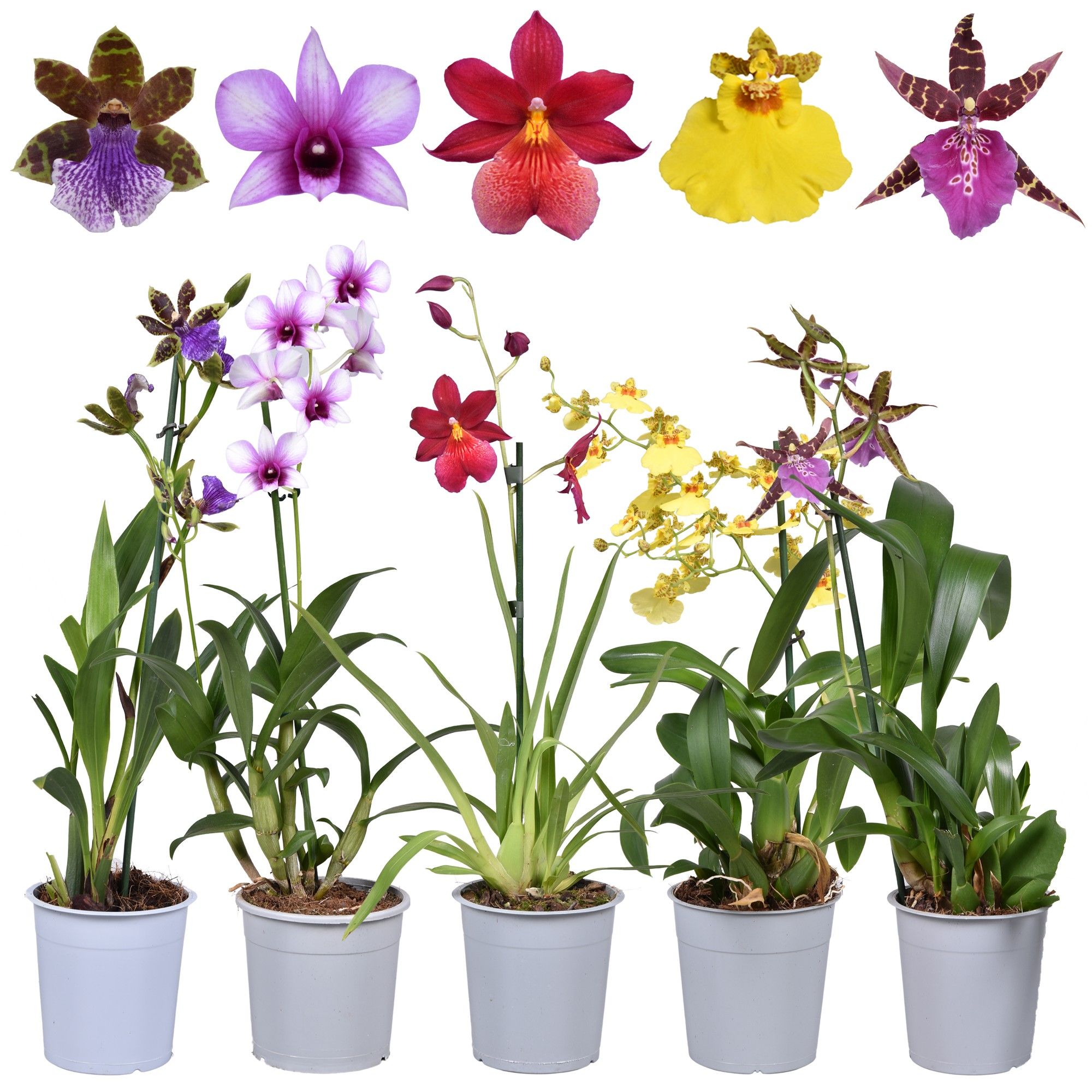 Budget mix (A2) kort 12 cm (4 lagen per dc), D 12 cm