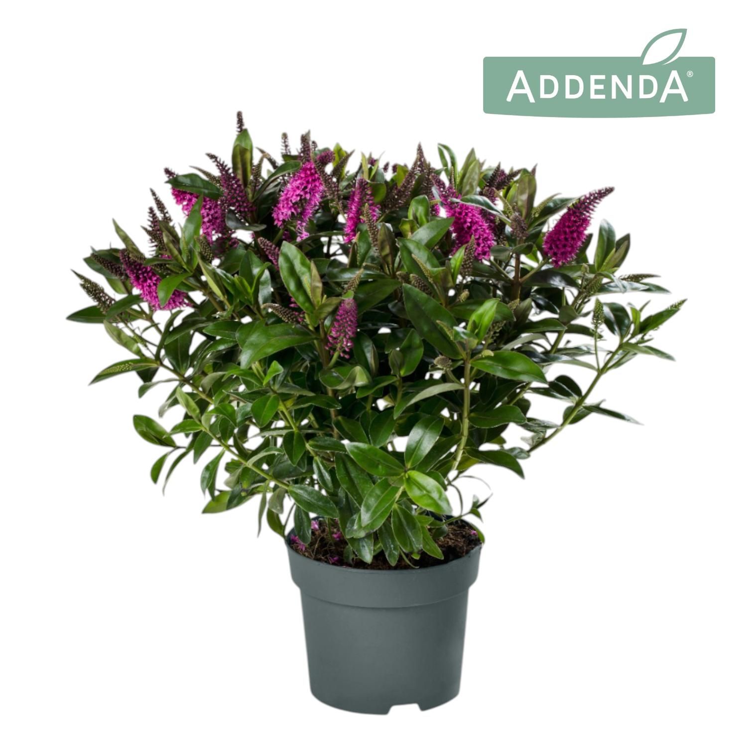 Hebe Addenda® Donna® Pink P15, D 15