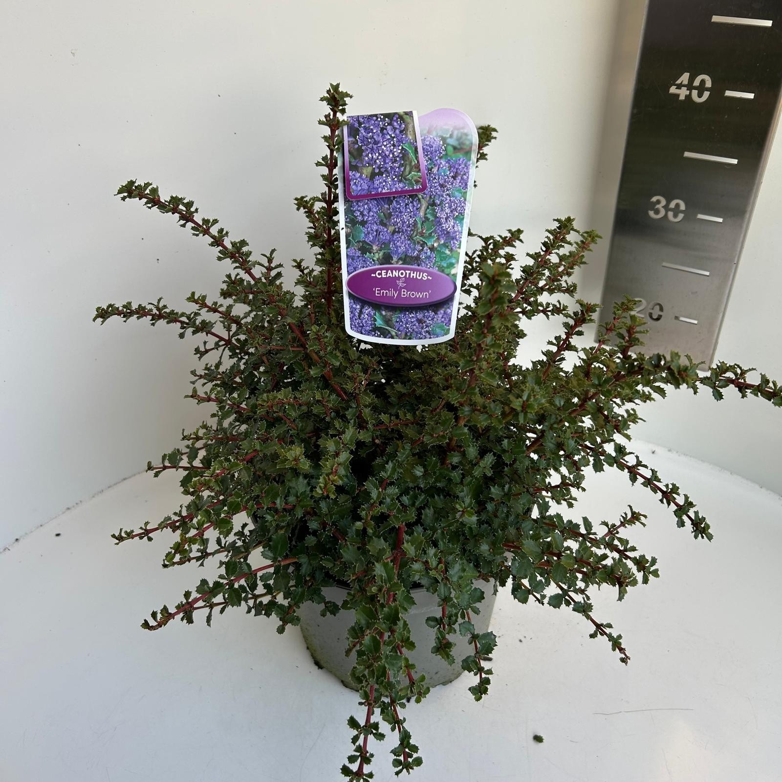 Ceanothus Emily Brown, D 23