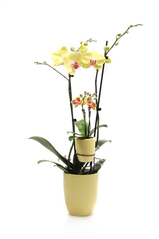 Hugo p12 citrus Phal yellow 2T + Tiny Dolls yellow 2T, D 12