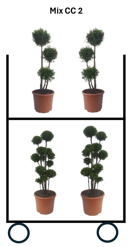 Mix CC 2: Smaragd vormsnoei -> 10 x Ponpon + 15 x Multibol plantmaat 70-90 cm - verplant. 10 liter deco, D 28