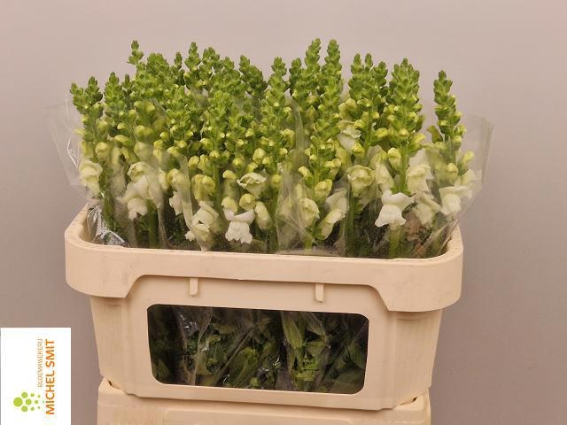 Антирринум Авиньон Вайт Импрувд, шт.