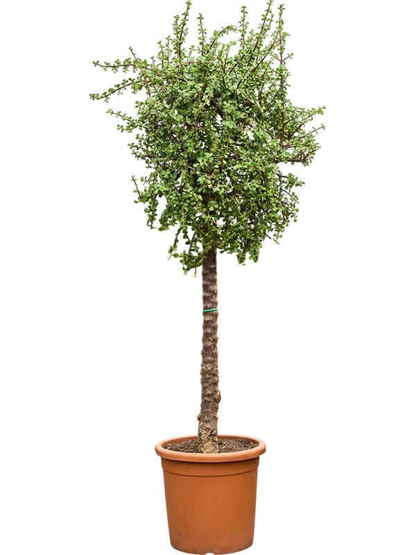 Portulacaria afra, D 40