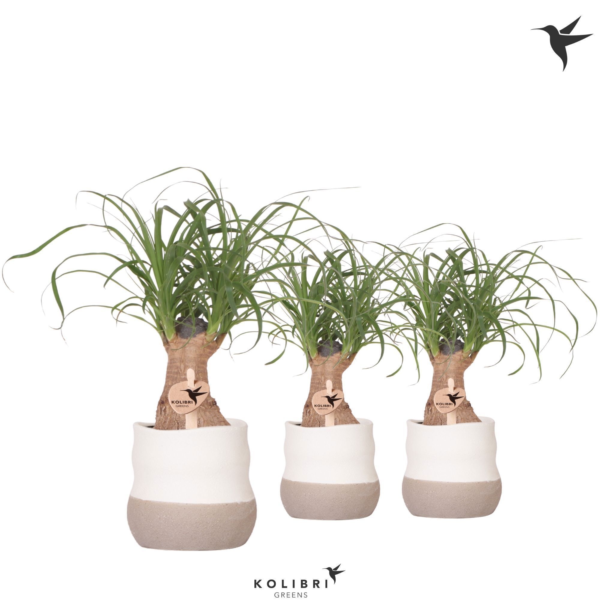 Kolibri Greens Beaucarnea in Imperfect Bag pot, D 9