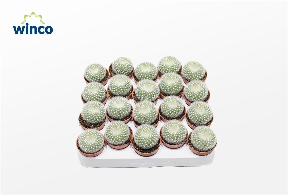 Notocactus Haselbergii, D 5,5 cm