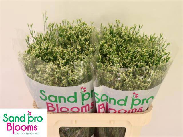 Лимониум Кул Даймонд 70, шт.