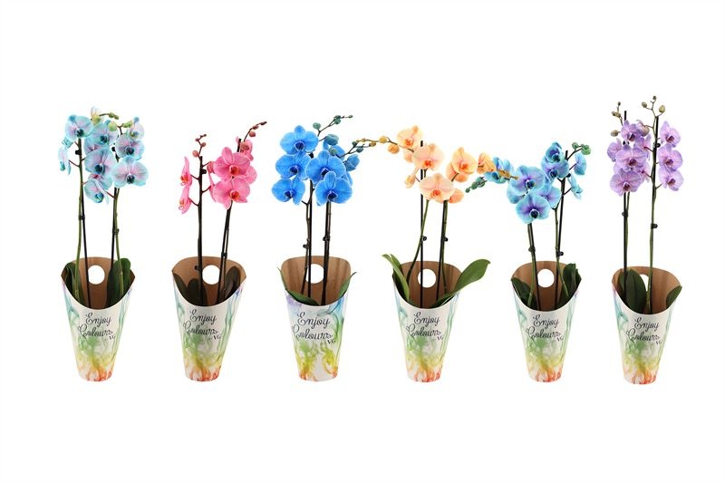 Potcover p12 enjoy Phal I am mix 2T14+, D 12 cm