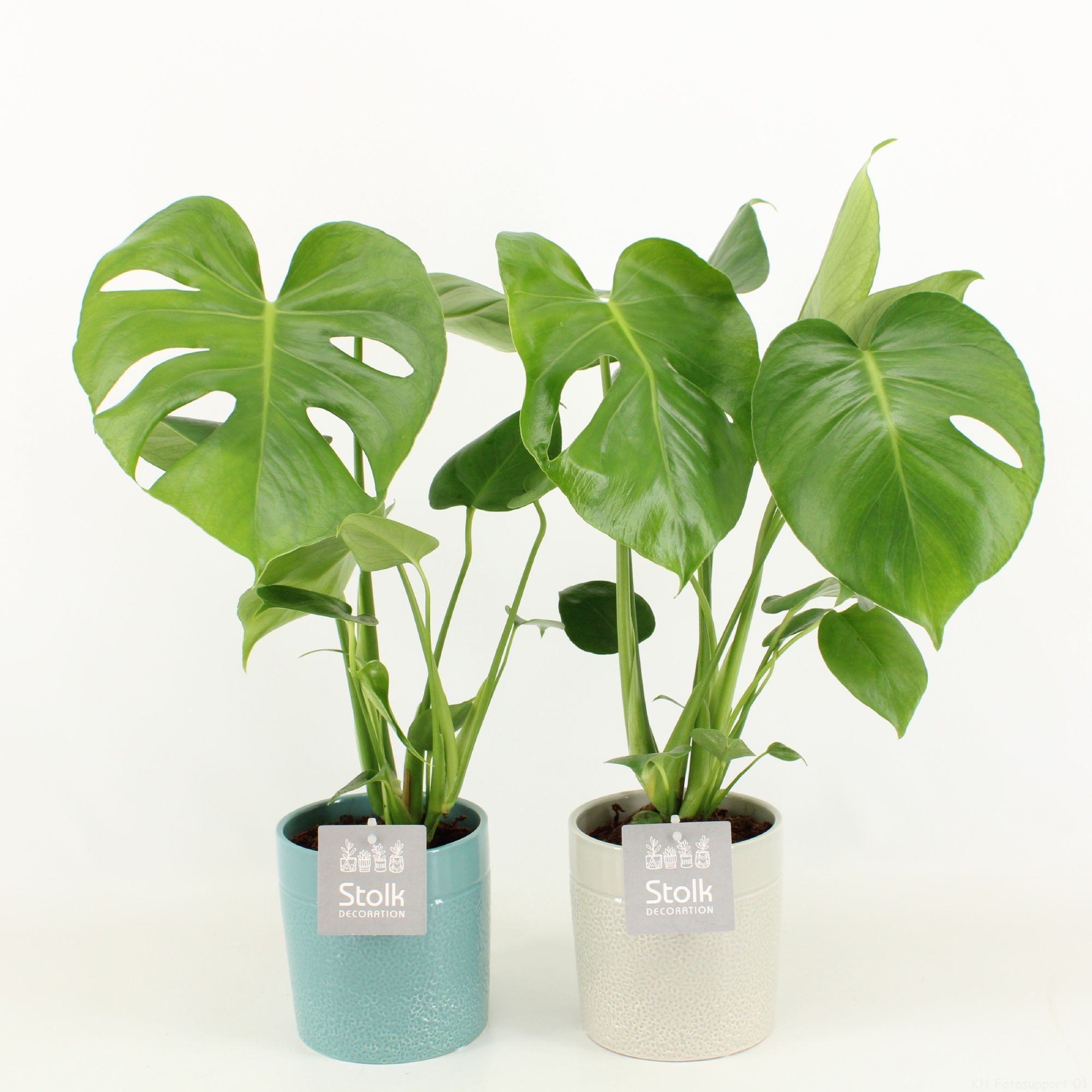 Monstera in Tess keramiek, D 13