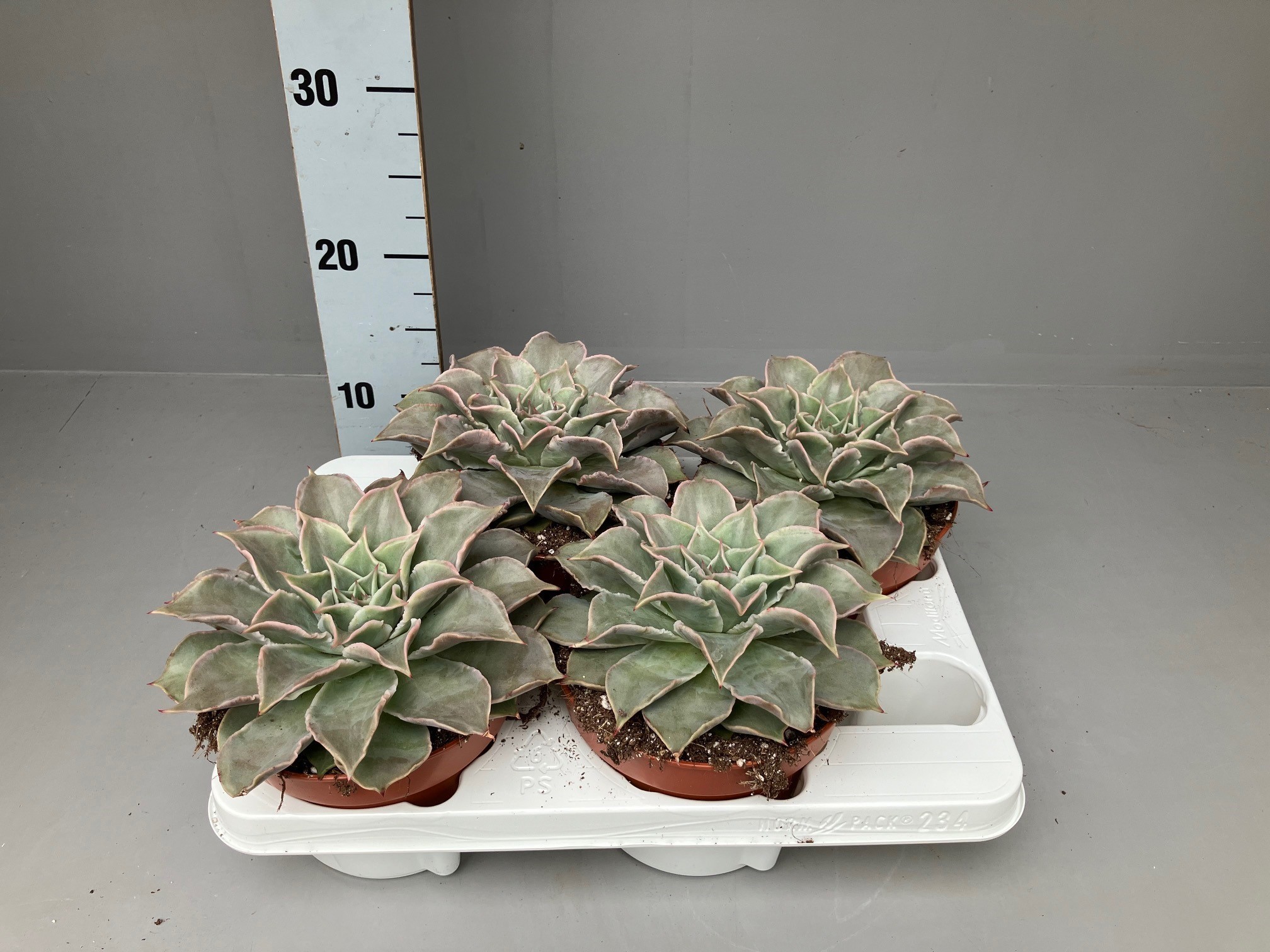 Echeveria Madiba (Maradiba) 15 cm, D 15