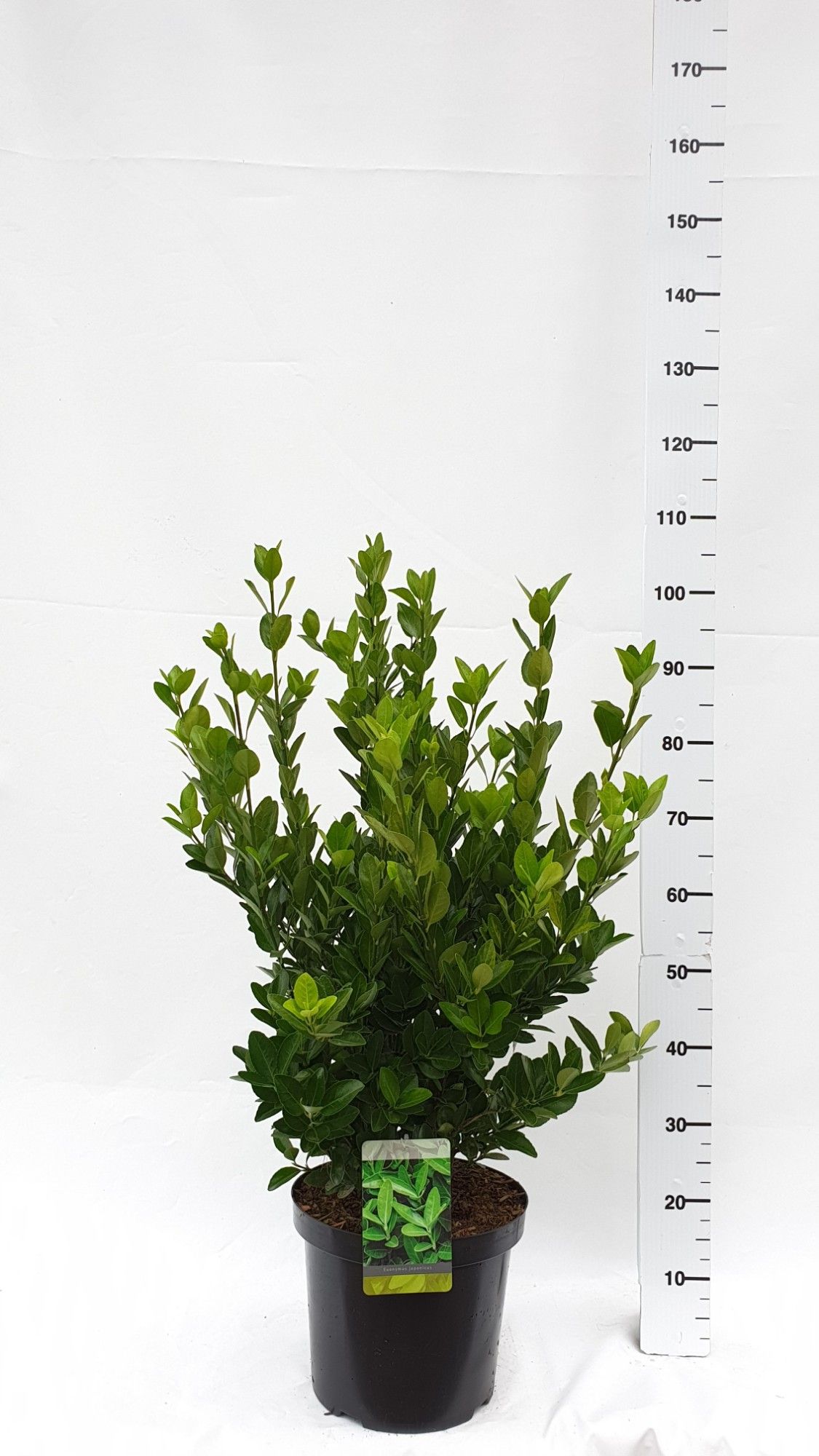 Euonymus japonicus, D 30