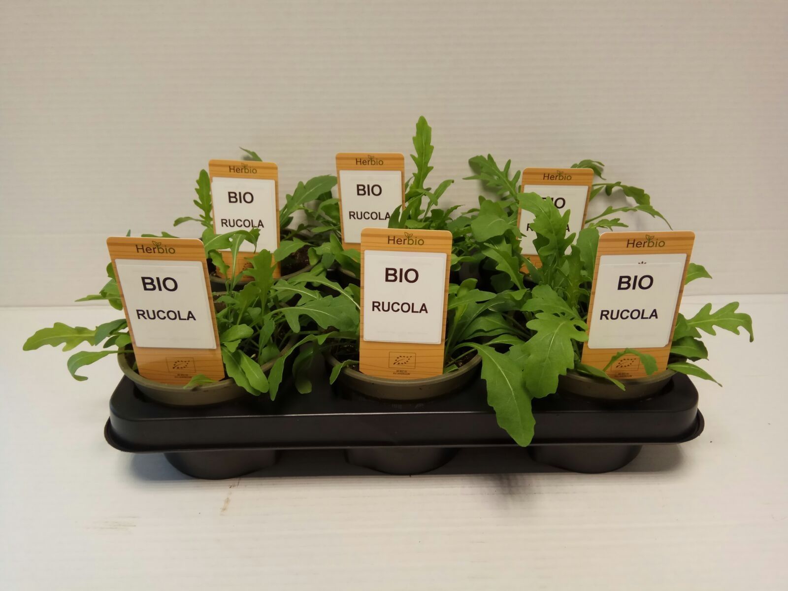 Rucola P12 HERBIO steker, D 12