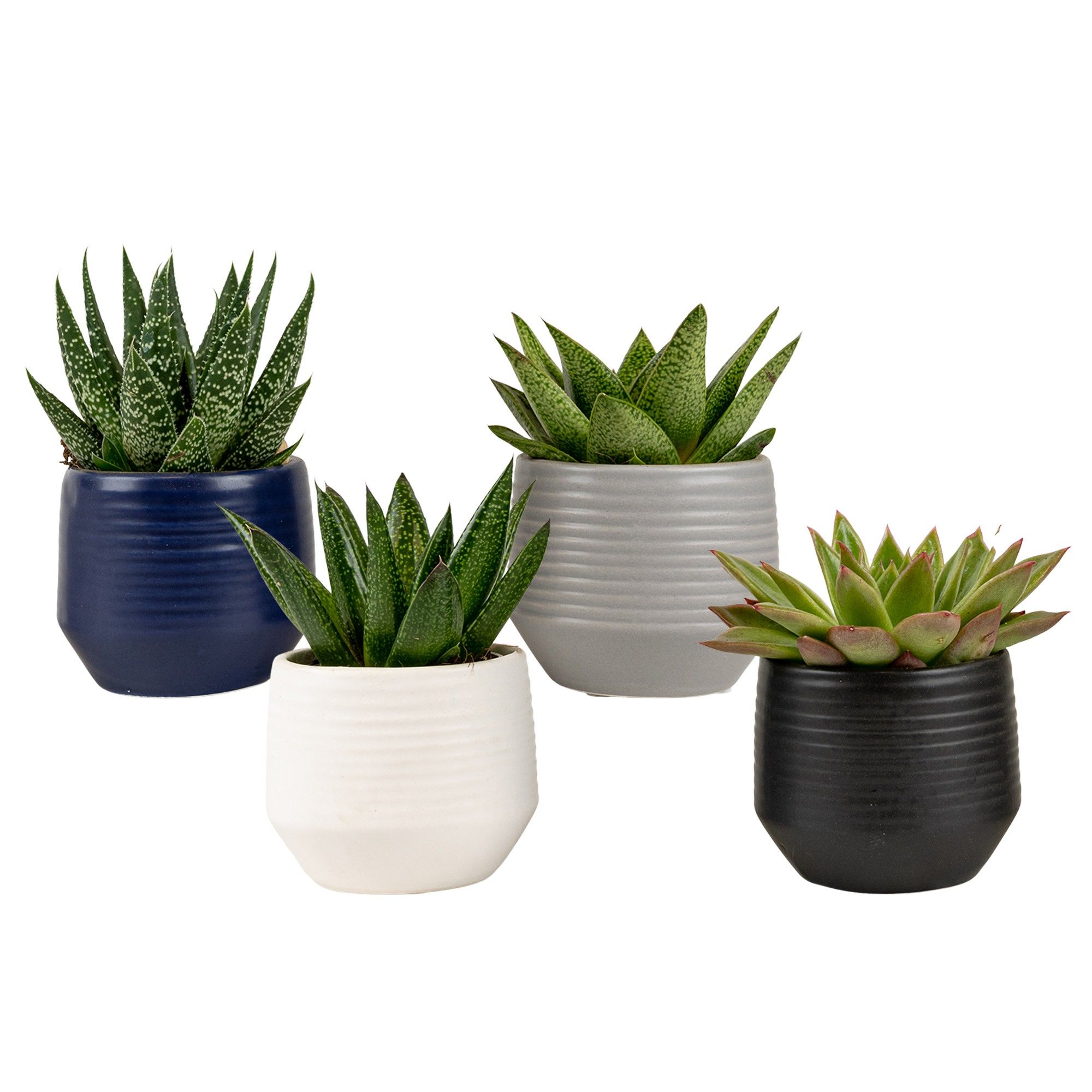 Boston with Succulent mix, D 6