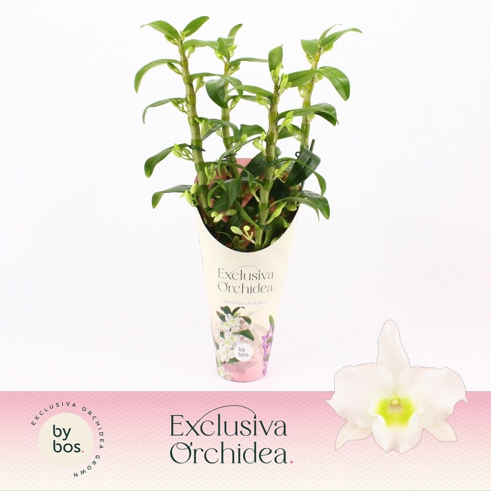 Dendrobium Nobilé, Apollon 4-spike 'Exclusiva Orchidea' Potcover, D 12