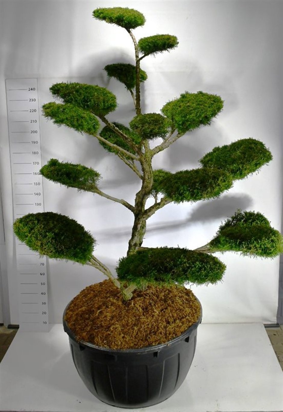 Juniperus pfitzeriana 'Mint Julep', D 110