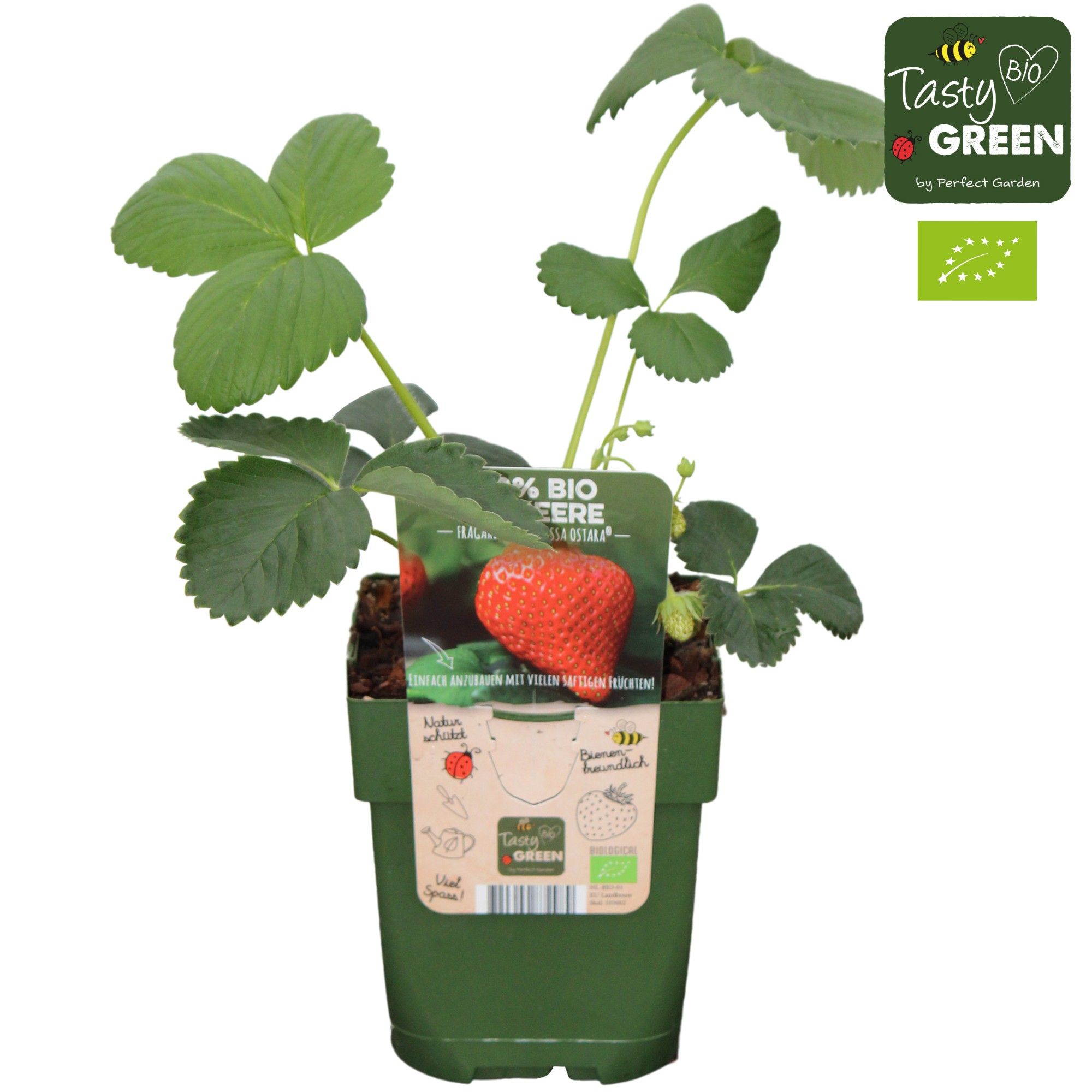 Fragaria x ananassa 'Ostara' Bio P13, D 13 cm