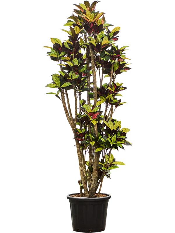 Croton (Codiaeum) variegatum 'Mrs. Iceton', D 45
