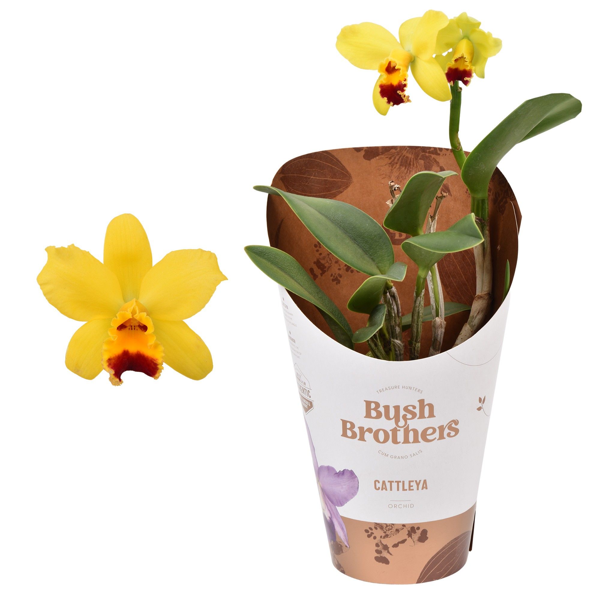 Cattleya geel 1 tak 2+ 12 cm, D 12