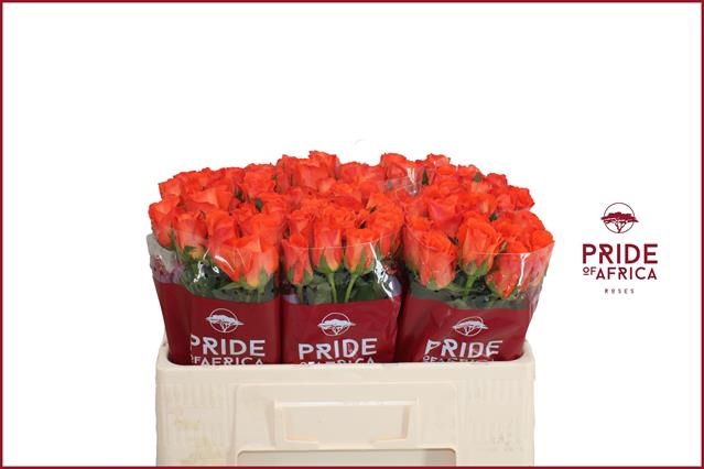 Роза од. Мандарин 50, шт.