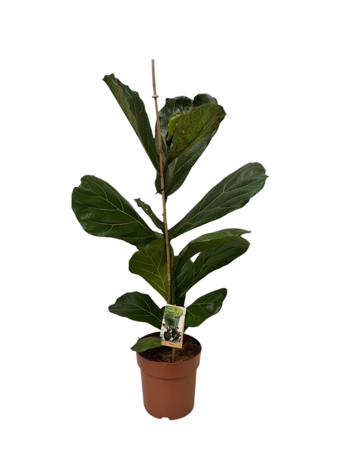 Ficus lyrata - hoogte 90-95, D 21 cm