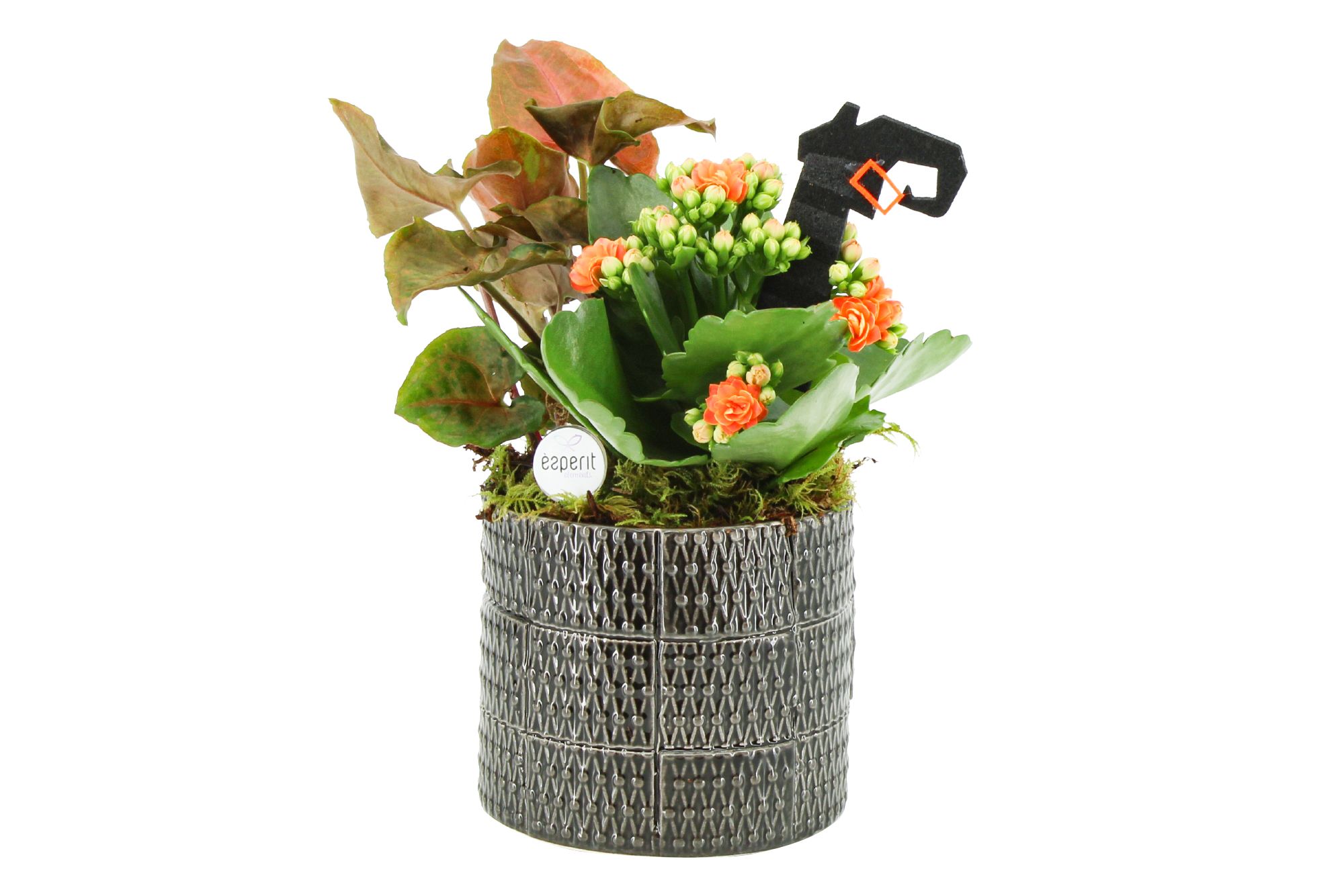 82766: Halloween arrangement, D 10 cm 82766: Halloween arrangement, D 10 cm