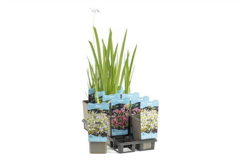 Waterplanten plastic beker, D 11