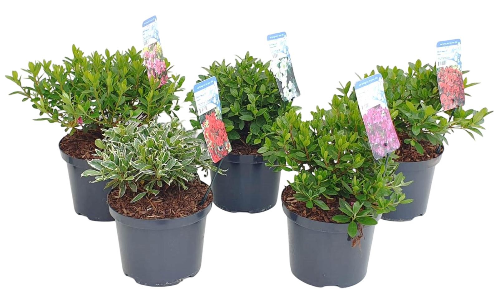 Rhododendron (Azalea jap.) Mix, D 18