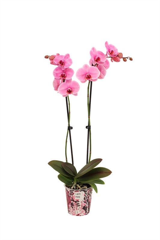 Potcover p12 I am Coloured Phal I am Pink 2T14+, D 12