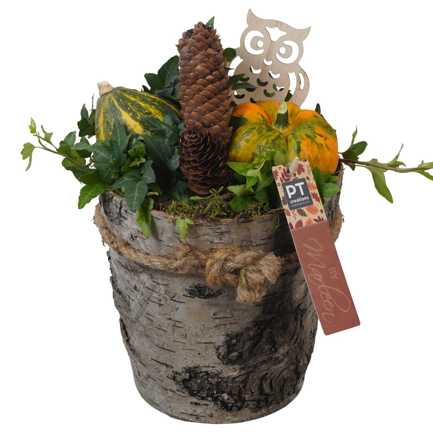 PTSF8243 Arrangement Kalebas hedera in houten pot, D 17 cm