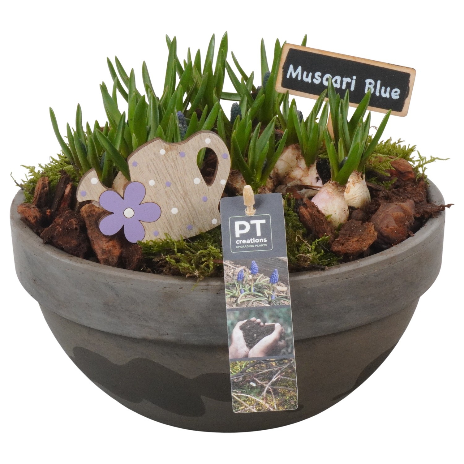 PTMB6258 Arrangement Muscari Blue in terracotta schaal, D 23