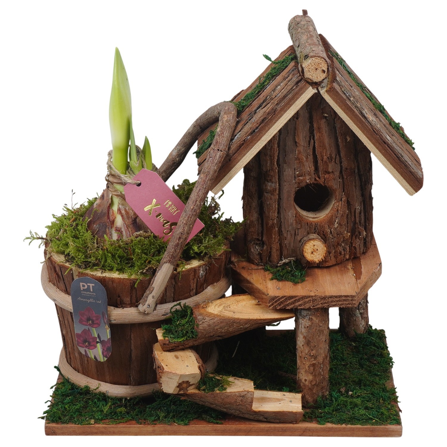 PTACH2532 Arrangement Amaryllis Christmas in houten vogelhuis, D 25