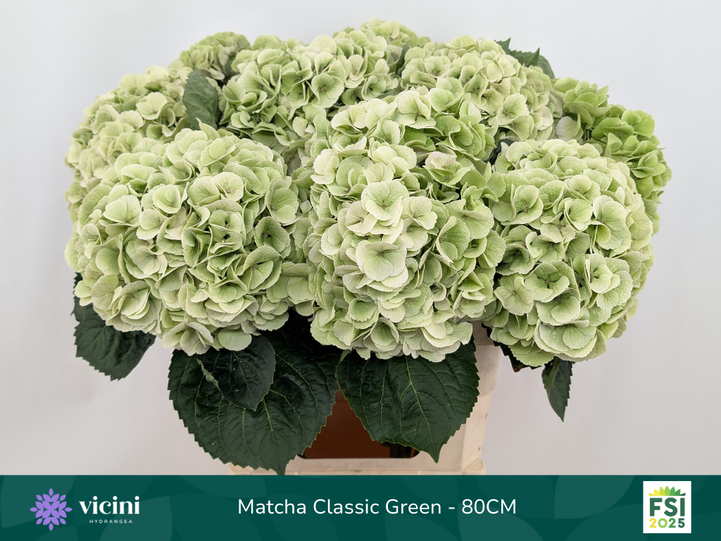 Гортензия Май Бьютифул Матча Классик 80, шт.