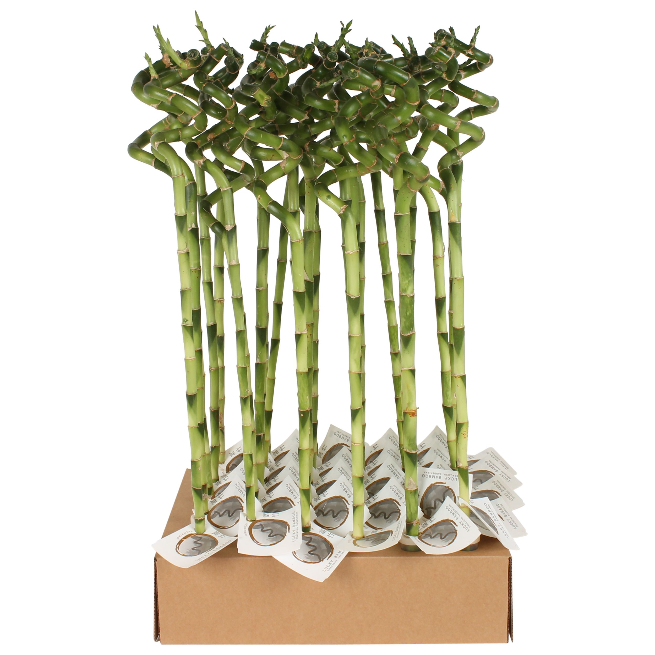 Lucky Bamboo Stem Spiral 50cm in Tube & Karton Tray, D 5