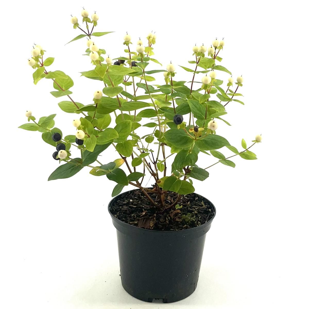 Hypericum Miracle Blizz, D 17 cm