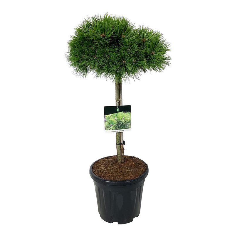 Pinus dens. 'Low Glow', D 32