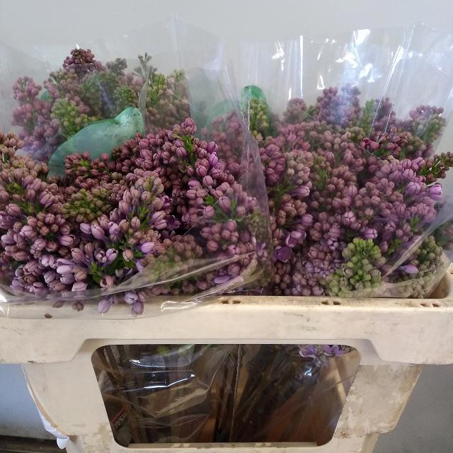 Сирень Рум Ван Хорстенштейн 50 (фиолет.), шт.