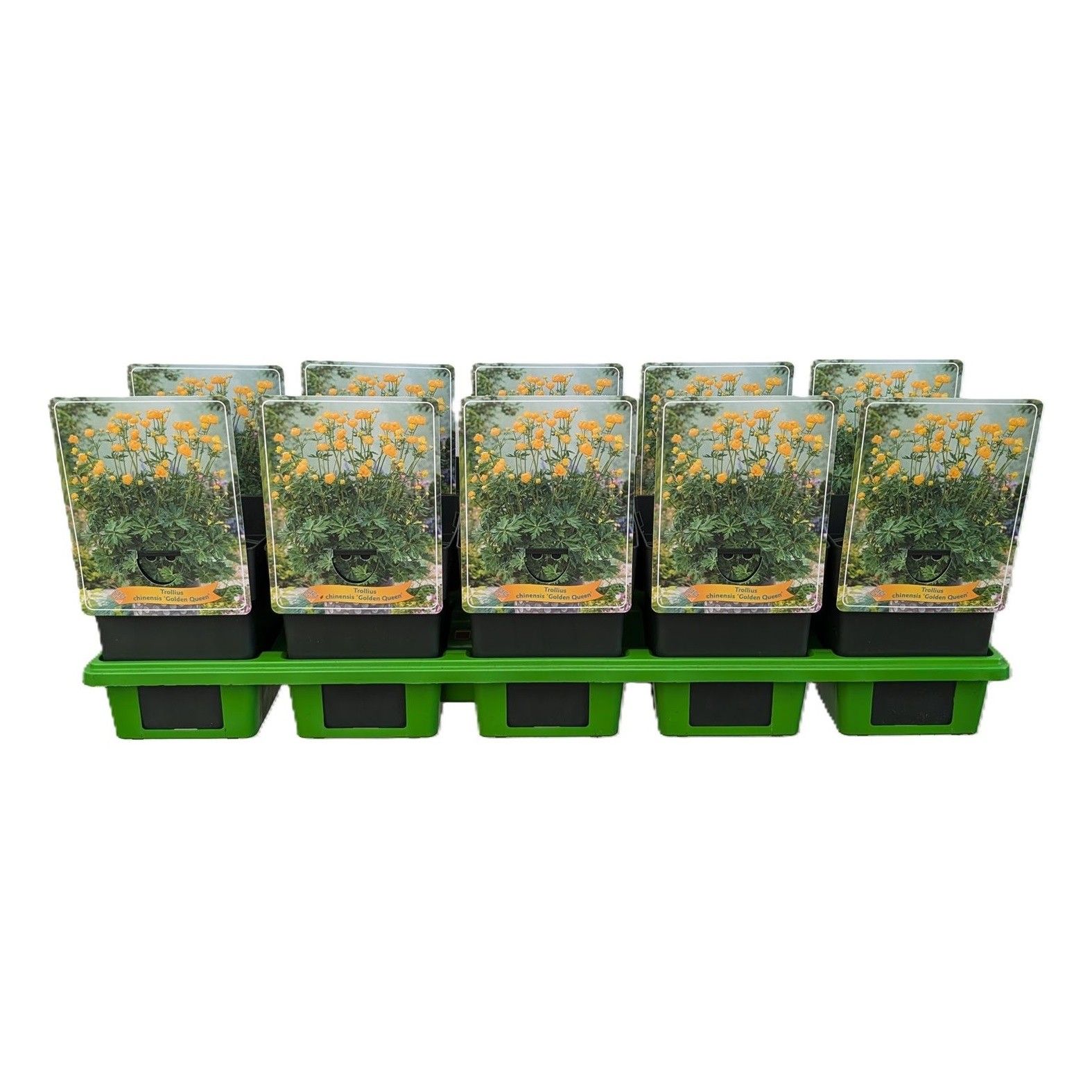 Trollius chinensis ‘Golden Queen’ P11, D 11